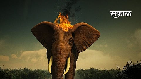 bollywood celebrity angry over the barbaric killing elephants in tamilnadu said humanity dead