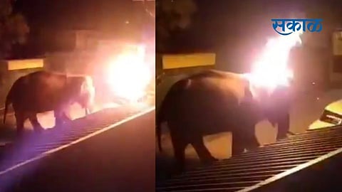 elephant burn death