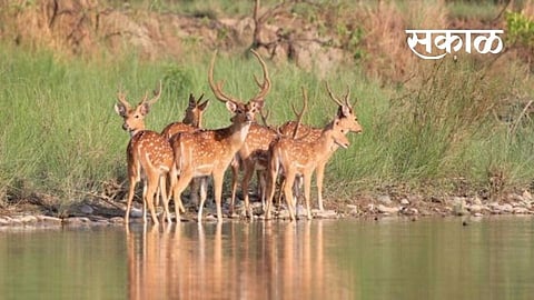 Wildlife Day Special story by shivaji yadav kolhapur Wildlife marathi news