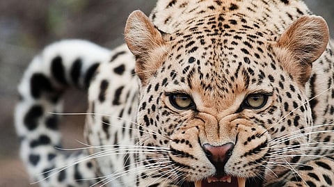 A leopard killed a cow