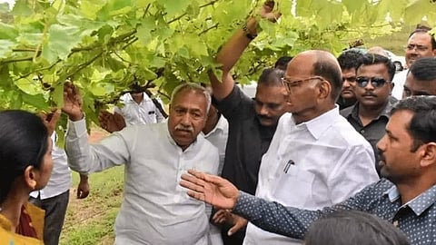 Stop The Lay Of Government Formation In State Criticizes Sharad Pawar On Bjp And Shiv Sena