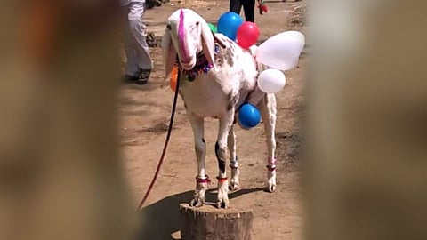 In Akkalkot taluka the sheep got rs 8 lakh 50 thousand