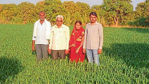 परळी वैजनाथ - शेतातील काडीकचरा शेतातच कुजवून सुपीकता वाढल्याने देशमुख टाकळी येथील प्रगतिशील शेतकरी शिवाजीराव देशमुख यांनी या जमिनीत घेतलेले गव्हाचे पीक.