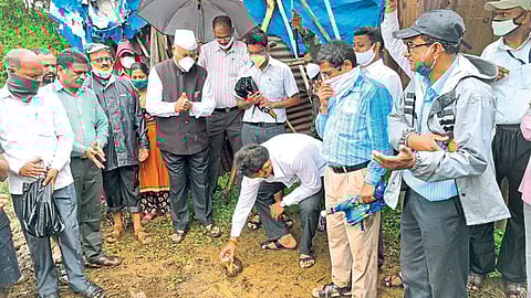 ऐन पावसात भात लावणी... खासदारांच्या उपस्थितीत