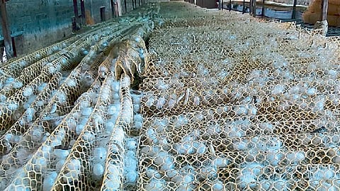 Silk-farming-clusters