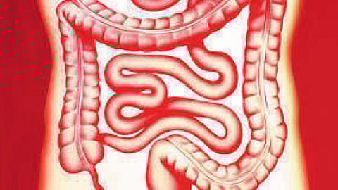 Small intestine