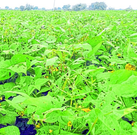 जेवळी (ता. लोहारा) ः किडीचा प्रादुर्भाव झाल्याने पिकाची झालेली अवस्था.