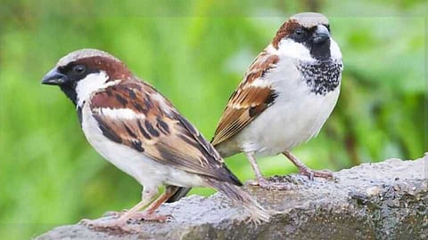 Sparrow