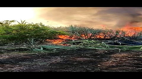 Sugarcane Burned