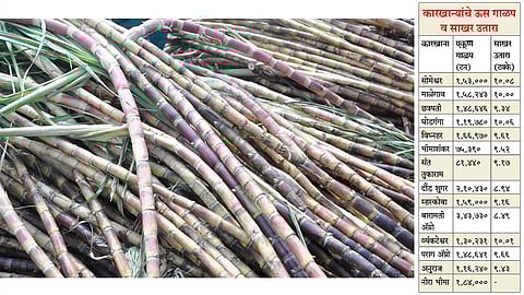 Sugarcane
