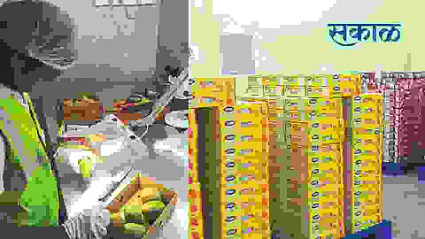 The late arrival of the King of Alphonso mango Fruit this year