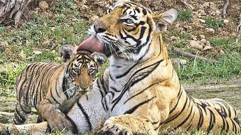 Tiger_India