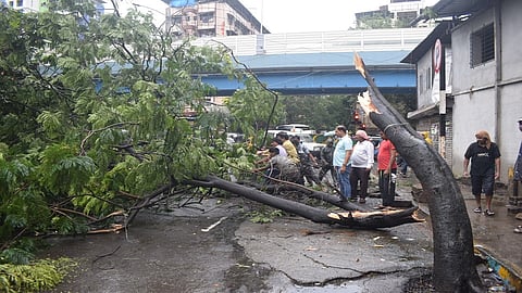 रस्त्याच्या मधोमध एक झाड रात्रीच्या सुमारास कोसळल्याने