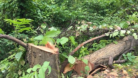 Tree-Cutting