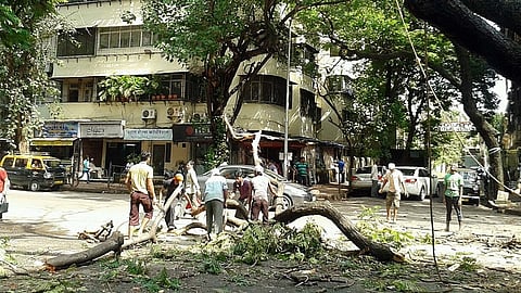 tree cutting