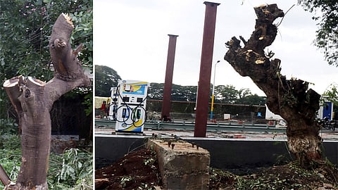 Trees were cut down to build petrol pump nashik marathi news