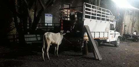 Two tempos carrying animals from Loni in Rahata taluka have been stopped by two youths.jpg
