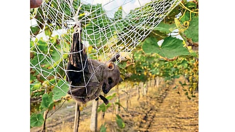 Damage to grapes in attack of pea in sangli