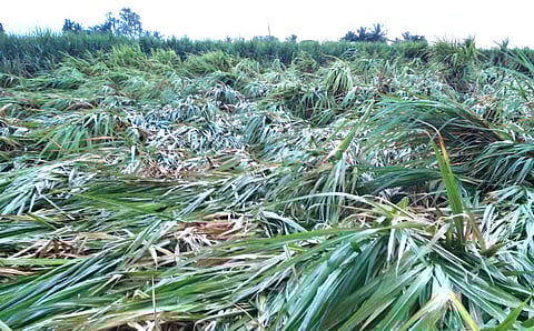 Loss of sugarcane to farmers due to heavy rains in Shrirapur taluka