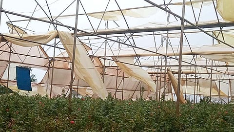 मावळात पॉलिहाऊसचे मोठे नुकसान