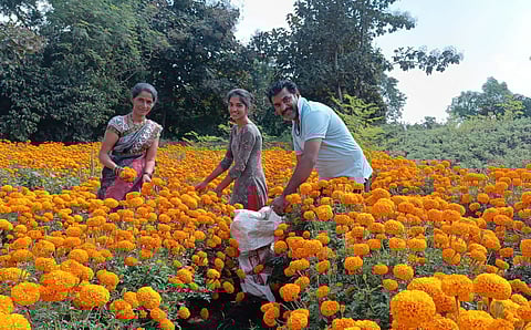 Vikas Gaade from Kanjale has been harvesting marigold every year for the last 15 years.jpg