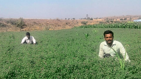 विवेक दळवे पारंपरिक पिकांबरोबरच विविध पिकांचे प्रयोगही करतात.