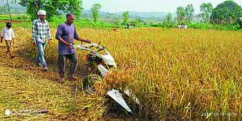 धुळ्याच्या पश्चिम पट्ट्यात भात कापणीला सुरवात !