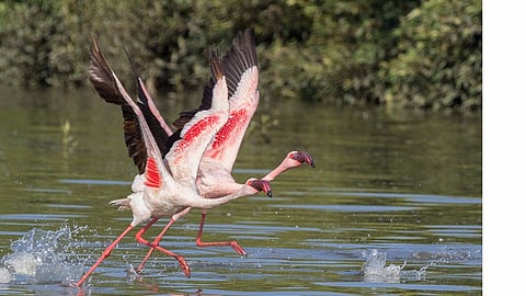 marathi news 31 State Level Bird Meetings in Thane