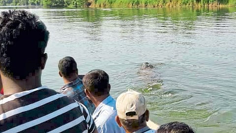 कृष्णा, वारणेकाठी ‘मगर’मिठीची भीती (प्रसाद इनामदार)
