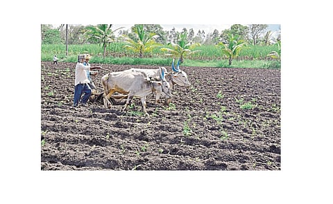 Farmers Worry About Future Kolhapur Marathi news