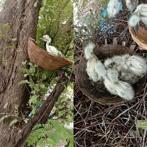 वन्यप्रेमींनी उभारली पक्षांसाठी कृत्रिम घरट्यांची वसाहत .