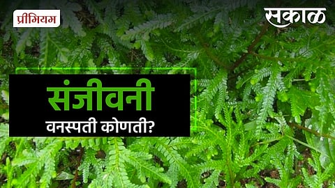 rajendra ghorpade writes about research ramayana sanjeevani booti