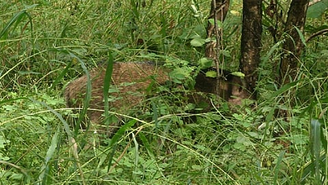 Woman injured in wild boar attack.jpg