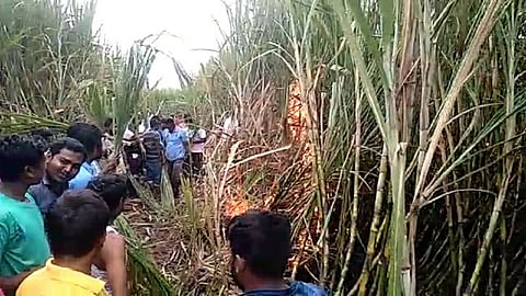 The harvested cane was burnt due to short circuit