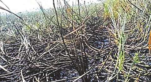 Burn eight acres of sugarcane at Ozar