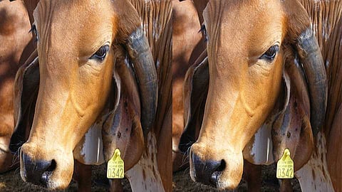 Animals to get "identity" in Nagar district