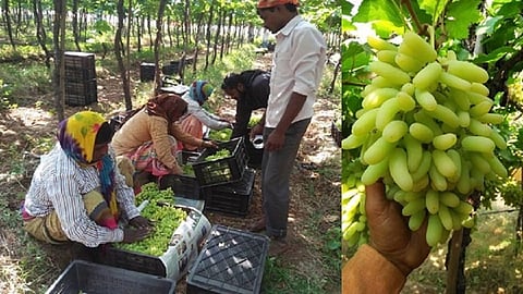 द्राक्षबागेचे मजूर.jpg