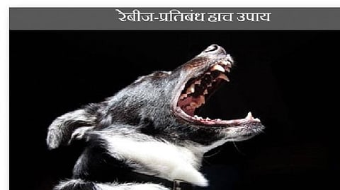 पिसाळलेला कुत्रा