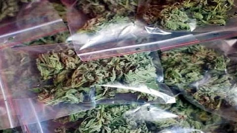 पोलिसांना लागली टीप, अन् मक्याच्या कणसांखाली सापडला सव्वा कोटींचा गांजा; ट्रकचा चालक फरार