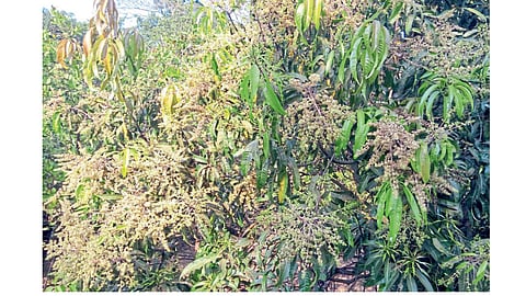 Mango and cashew Stamped in ratnagiri kokan marathi news