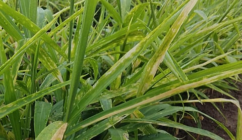 हतनूर (ता. कन्नड) ः शिवारात अद्रकावर करपा आणि कंदसड रोगाने आक्रमण केले आहे. यामुळे अद्रक पिवळे पडत आहे.