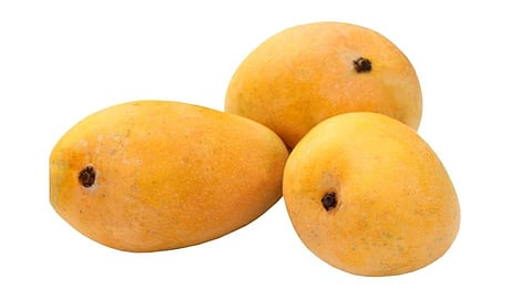 mango export from foreign country for this year see transport in ratnagiri