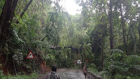 due to heavy rain the transport of amboli ghat stopped causes collapse of tree in sawantwadi