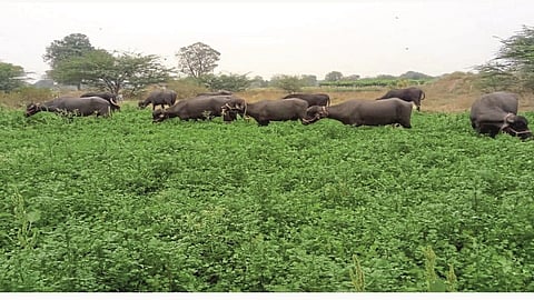 animals in the cilantro field