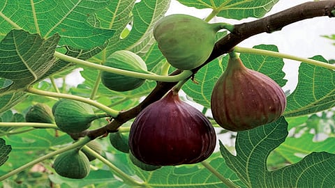 जाणून घ्या 'अंजीर' खाण्याचे रहस्यमय फायदे