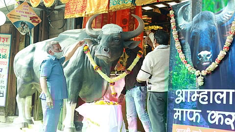 apologized for Indian Bison death Flex in Pune