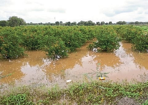 four times heavy rain; a thousand millimeters of rain in Atpadi taluka
