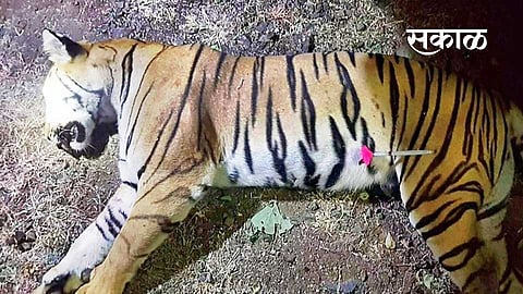 sc notice to principle secretary to cm including 9 people in avani tigress killed case nagpur news