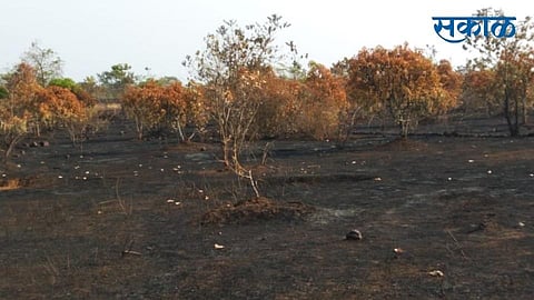 cashew and mango farm fire and rupees 45 lakh damages in ratnagiri