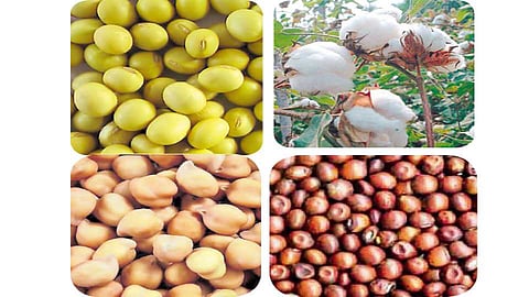 akola news Gram is also getting guaranteed price, soybean, gram also increased after turi